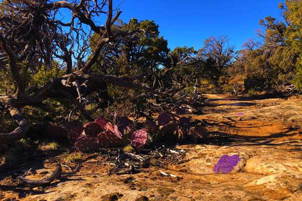 Everything You Need to Know About Riding Falcon Flow Singletrack